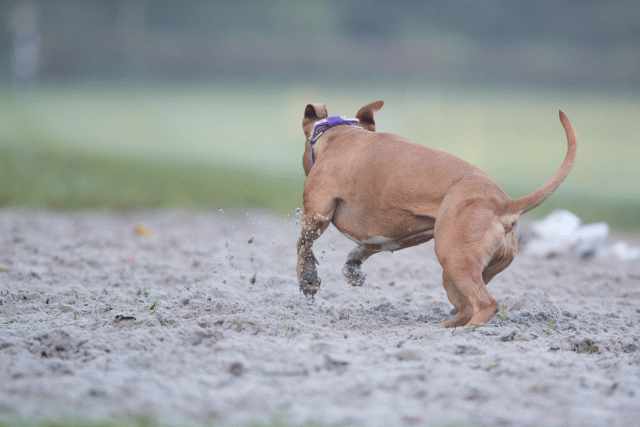 Bo4I7402 30488776681 O