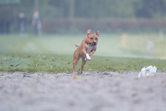 Bo4I7396 30488777541 O