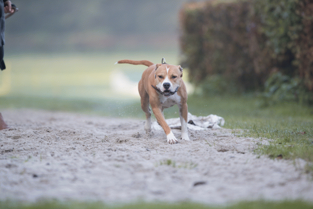 Bo4I7388 30488779101 O