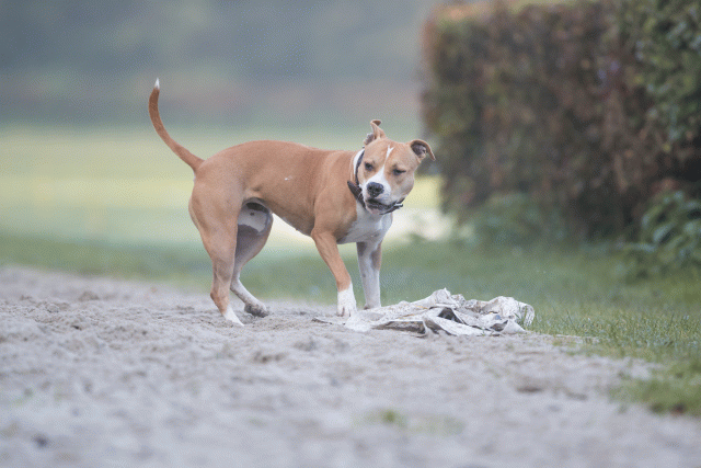 Bo4I7384 30488779931 O