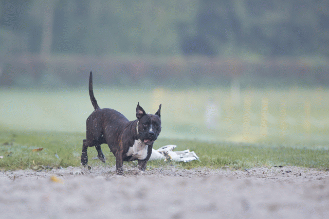 Bo4I7351 30488787251 O