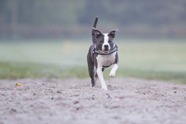 Bo4I7339 30488790031 O