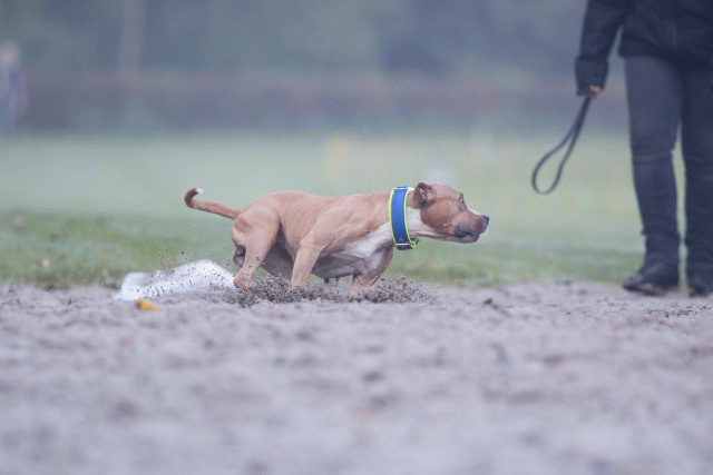 Bo4I7328 30488793581 O