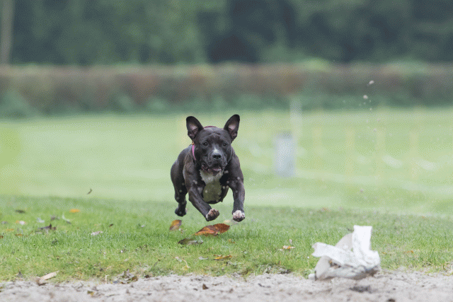 Bo4I7720 30529984106 O