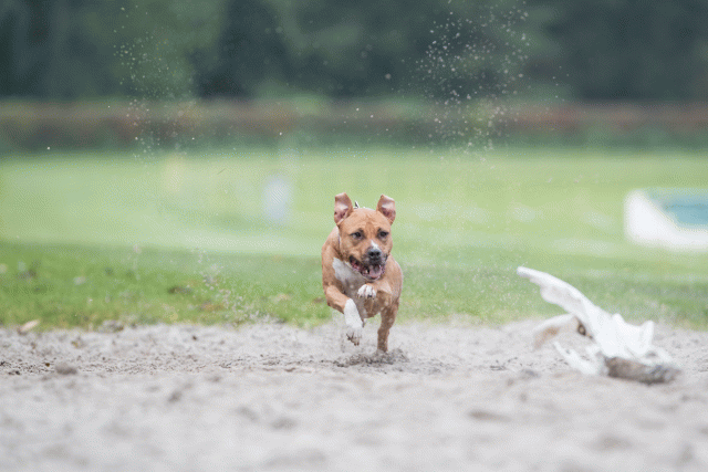 Bo4I7712 30529987656 O