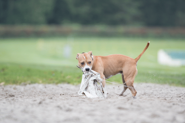 Bo4I7701 30529991016 O