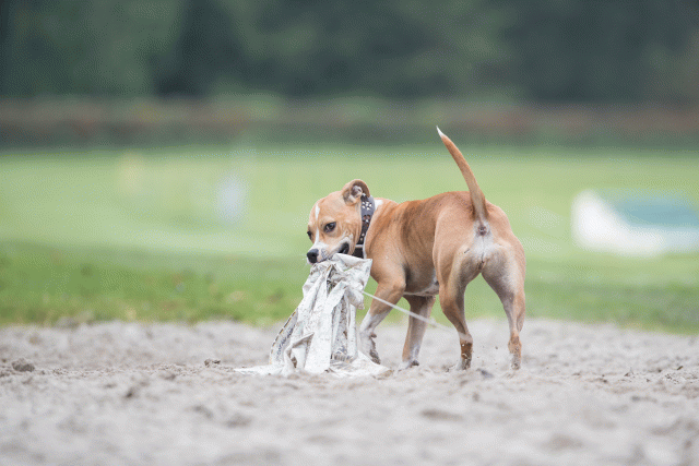 Bo4I7700 30529991746 O