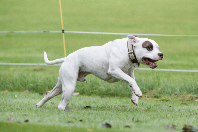 Bo4I7656 30530002636 O