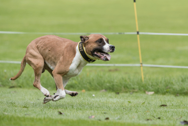 Bo4I7642 30530005186 O