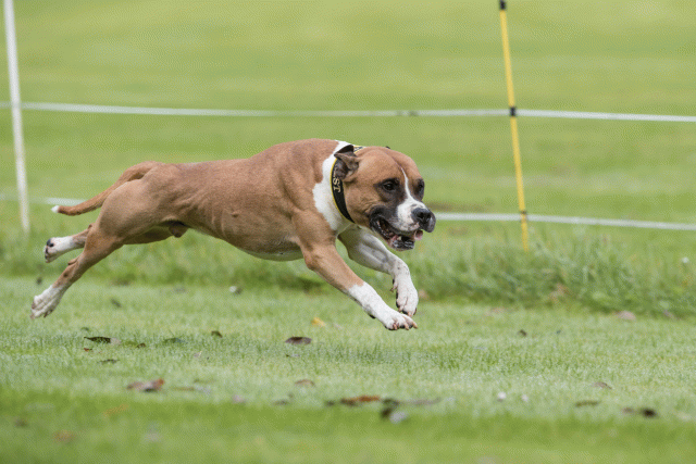 Bo4I7641 30530006136 O