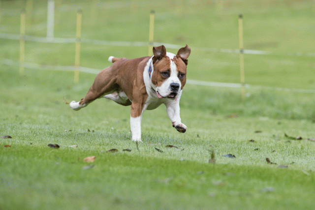 Bo4I7634 30530008446 O