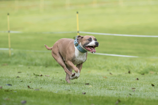 Bo4I7610 30540323236 O