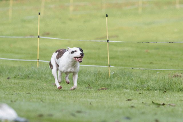 Bo4I7601 30540324896 O