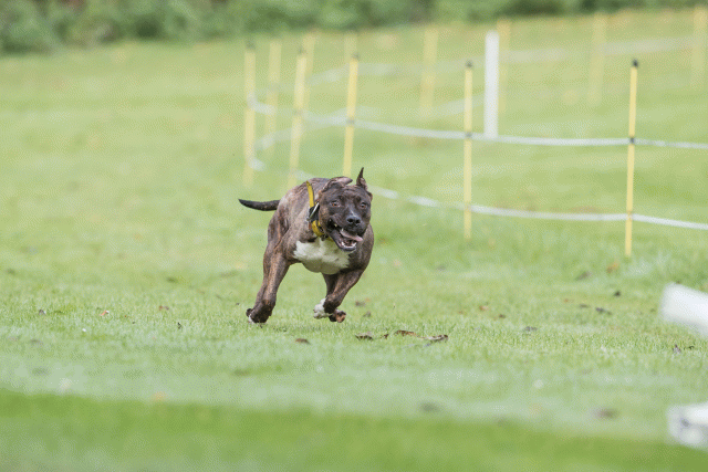 Bo4I7591 30540325836 O