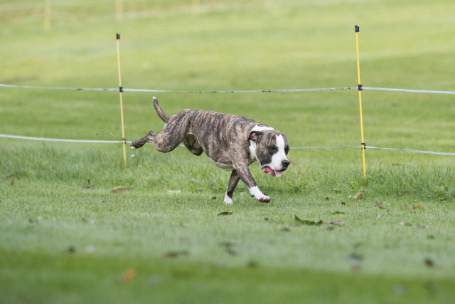 Bo4I7574 30540328326 O