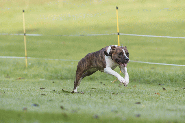 Bo4I7554 30540331066 O