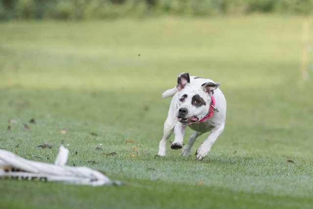 Bo4I7541 30540331746 O