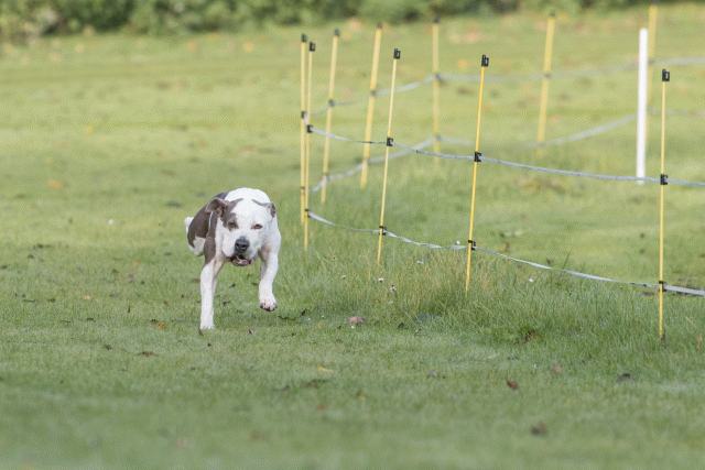 Bo4I7528 30540334586 O