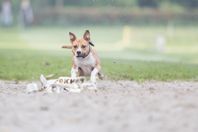 Bo4I7498 30540336016 O