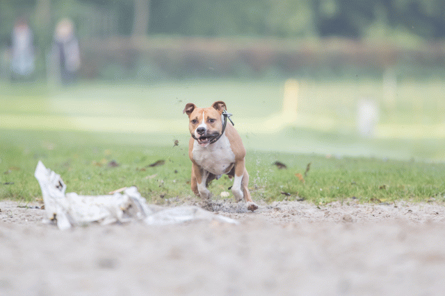 Bo4I7496 30540336166 O