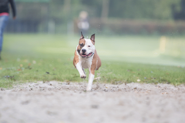 Bo4I7488 30540336946 O