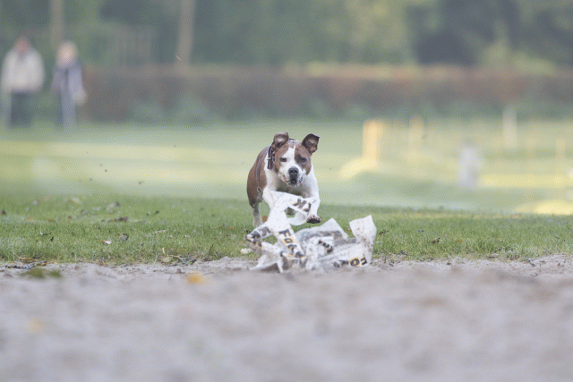 Bo4I7428 30540338906 O