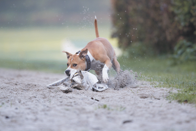 Bo4I7380 30540341696 O