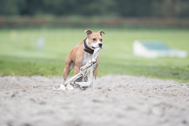 Bo4I7703 30566240855 O