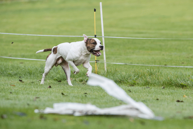 Bo4I7664 30566249805 O