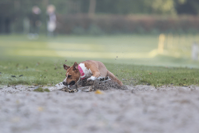 Bo4I7450 30576509775 O