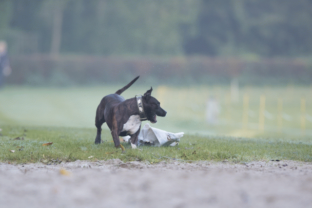 Bo4I7348 30576519965 O