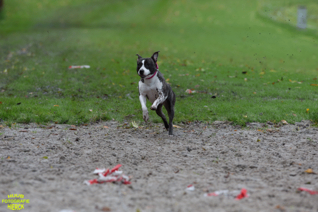 Ct3Q8731 24035244208 O