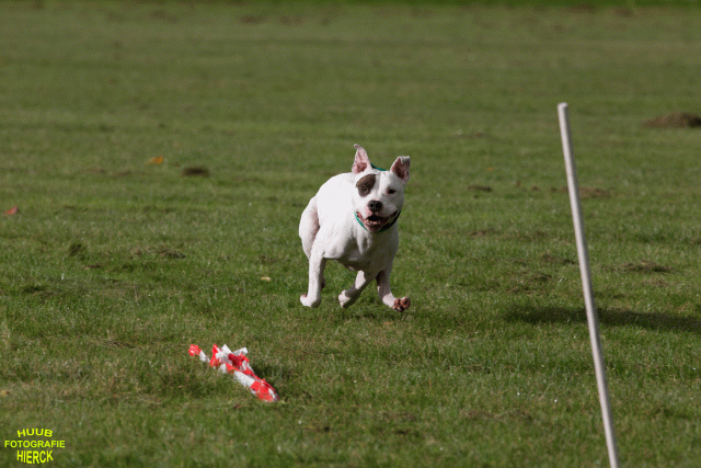 Ct3Q9001 24035385918 O