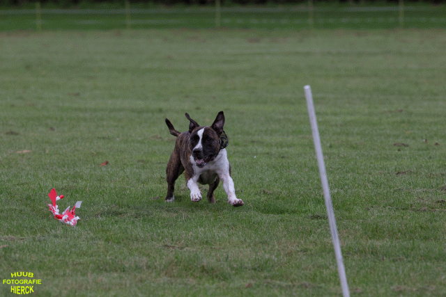 Ct3Q8966 37167344833 O