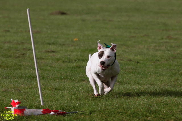 Ct3Q9003 37167392323 O