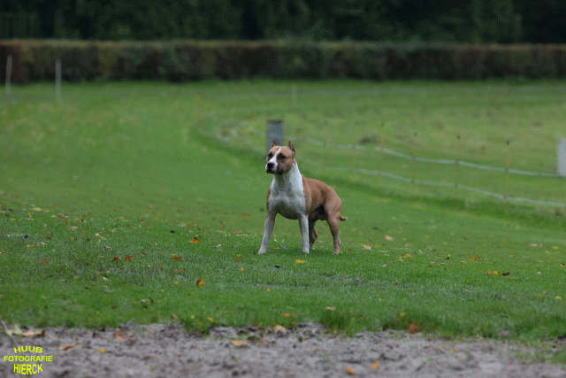 Ct3Q8423 37167227273 O