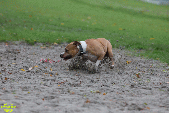 Ct3Q8401 37167228253 O