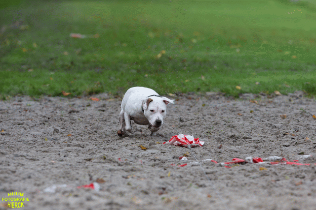 Ct3Q8631 37167264003 O