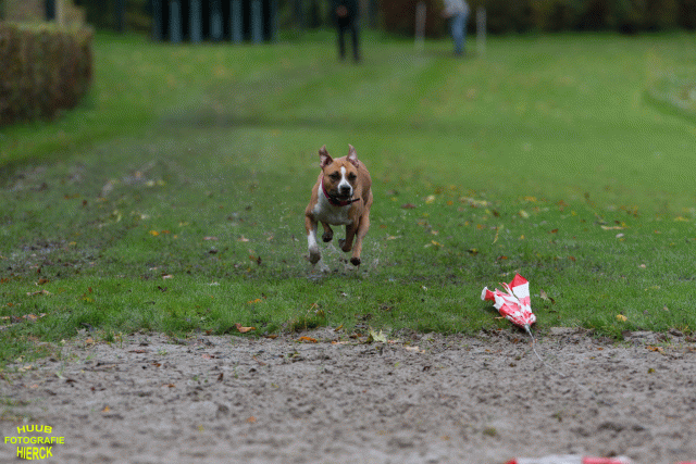 Ct3Q8587 37177218034 O