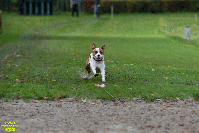 Ct3Q8543 37177220474 O