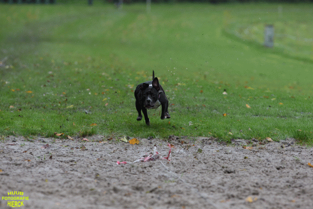 Ct3Q8500 37177225934 O