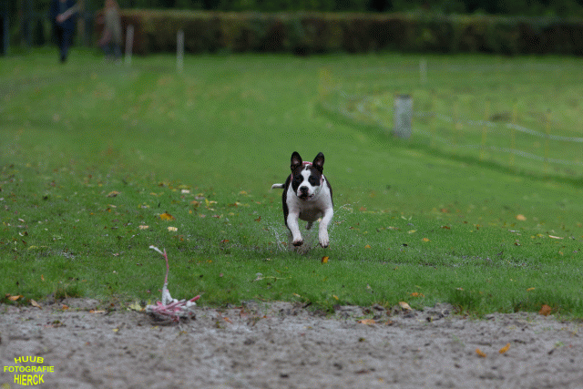 Ct3Q8473 37177227774 O