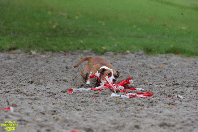 Ct3Q8608 37630154550 O