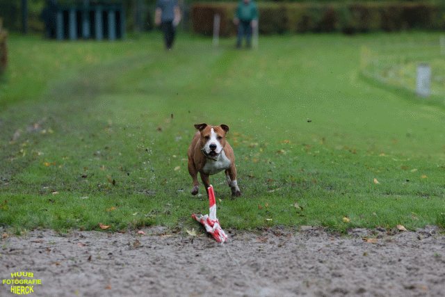 Ct3Q8569 37887065511 O