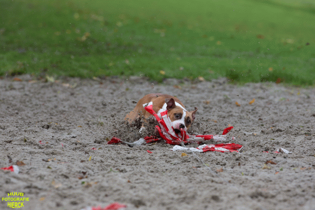 Ct3Q8609 37887117451 O