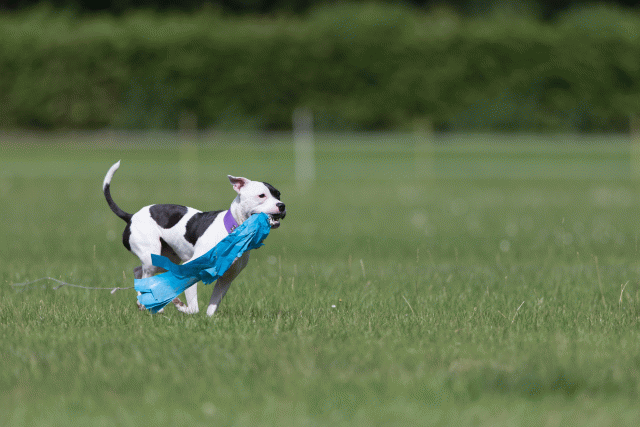 Cs3Q5819 19872787884 O