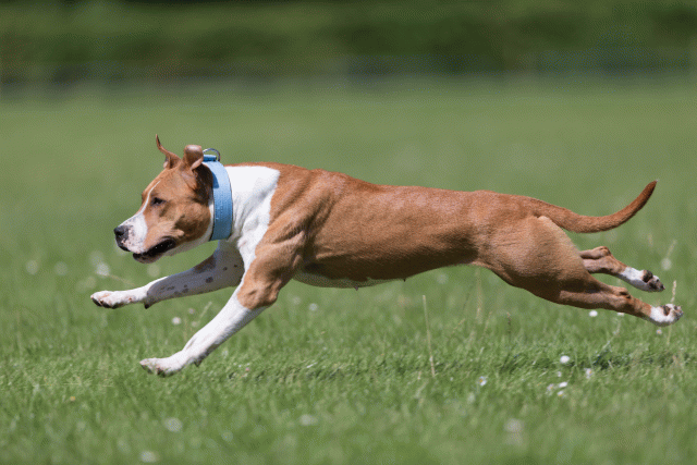 Cs3Q5744 19872886884 O