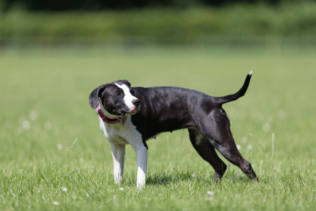 Cs3Q5715 19872908054 O