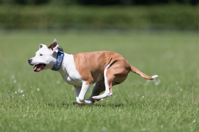 Cs3Q5627 19872977844 O