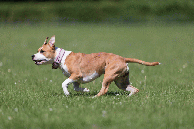 Cs3Q5551 19873058324 O